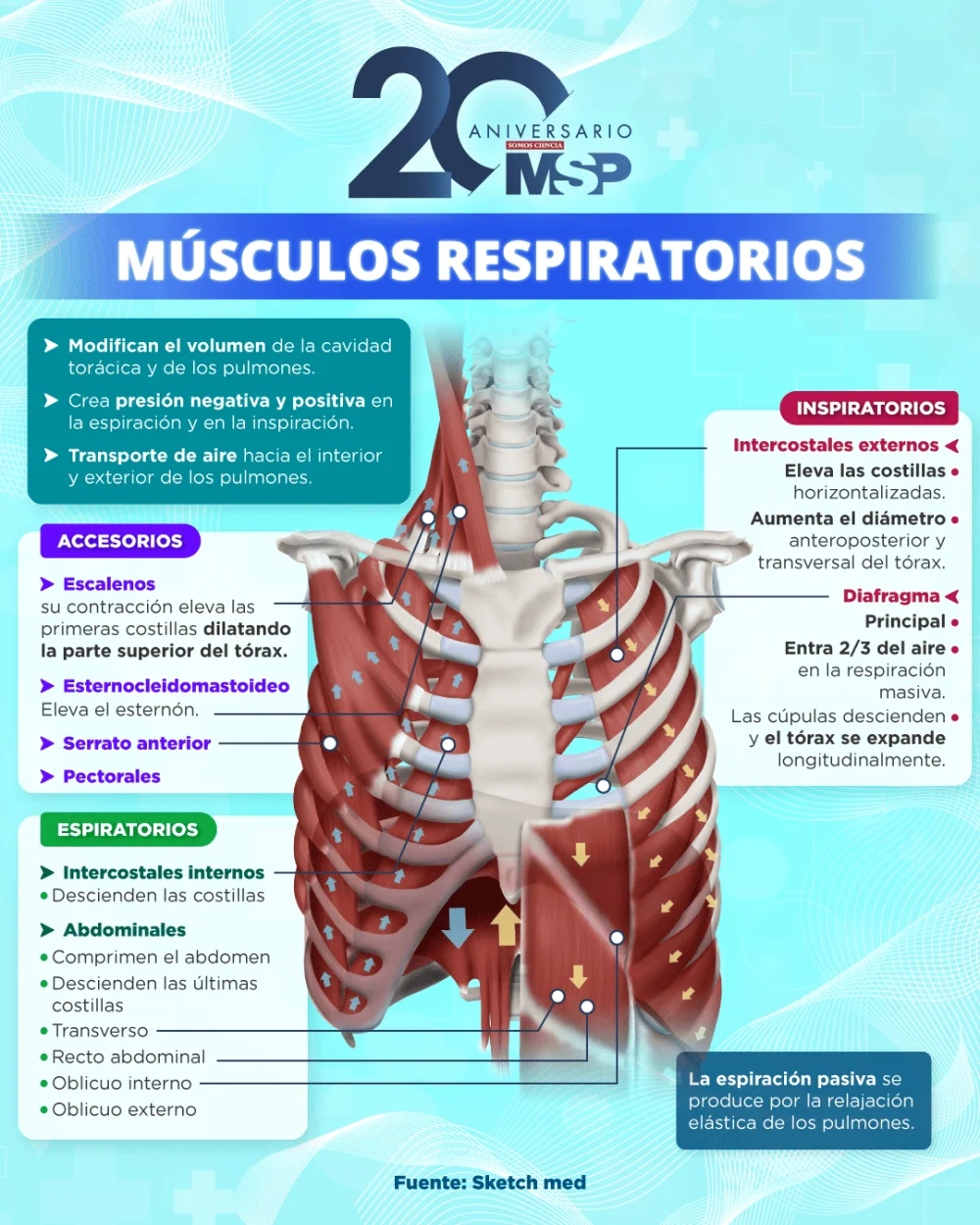 Anatomía de los Musculoss Respiratorios