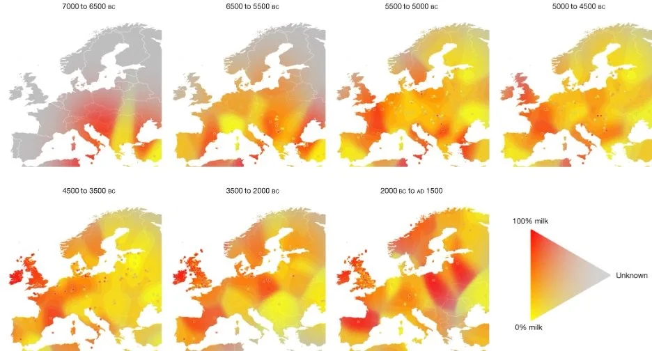 Evolución de la Tolerancia a la Lactosa en Humanos