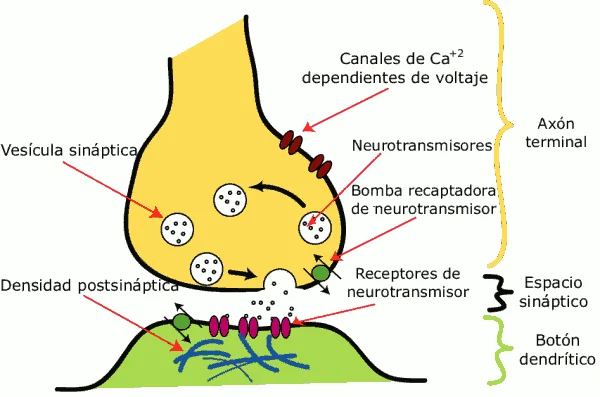 Funcionamiento de los neurotransmisores: mensajeros químicos del cerebro