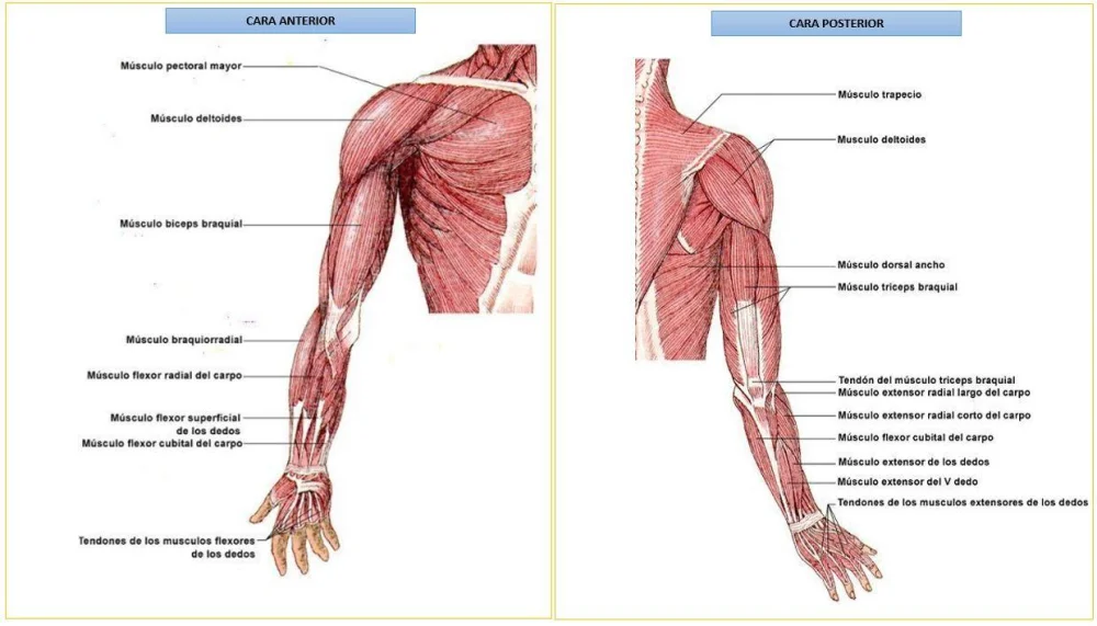 Guía Completa de los Músculos del Brazo