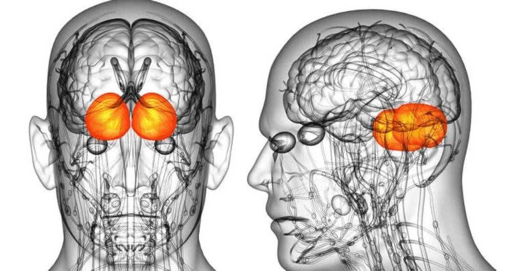 Impacto del Trastorno Bipolar en el Cerebro Humano