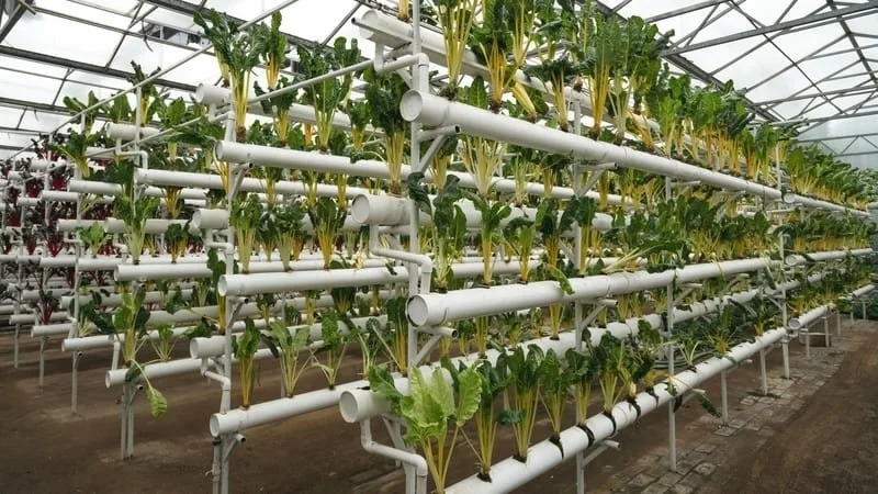 Innovación en invernaderos: cultivo asistido avanzado