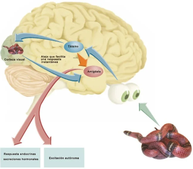 La conexión entre respiración y cerebro ansioso