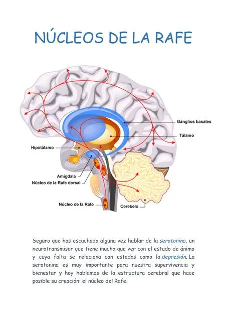 Los secretos de la formación reticular