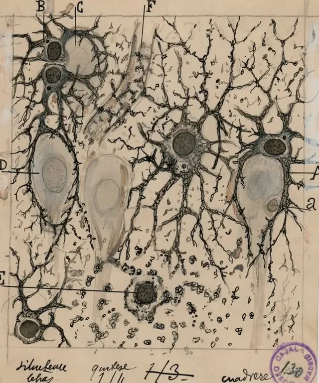 Los secretos fascinantes de las dendritas en el cerebro