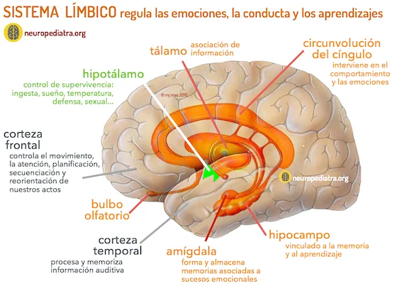 Cerebro más pequeño vinculado a la depresión