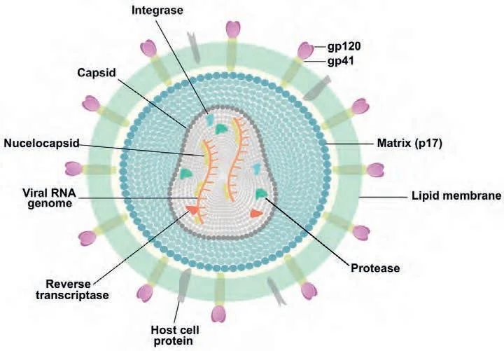 Conoce el enigma del Mycoplasma genitalium: un microorganismo intrigante