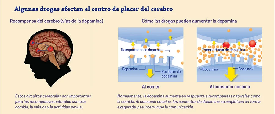 Impacto de la adicción en el cerebro humano