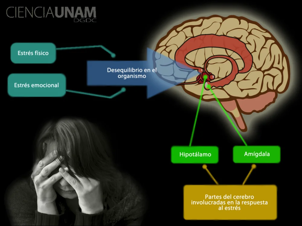 Impacto del estrés en el cerebro humano