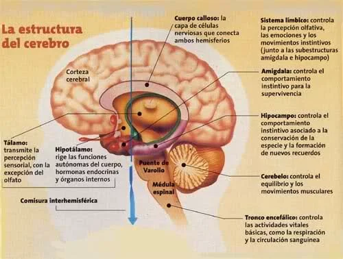 Secretos del Fornix: Conoce su Importancia y Funciones