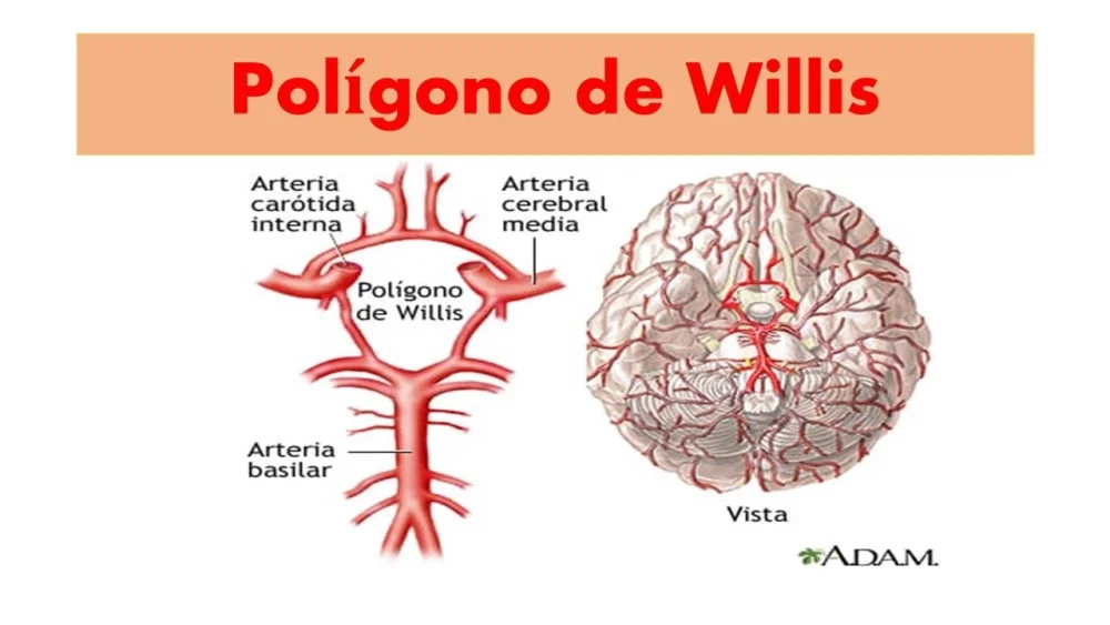 Secretos del Polígono de Willis: Anatomía y Función
