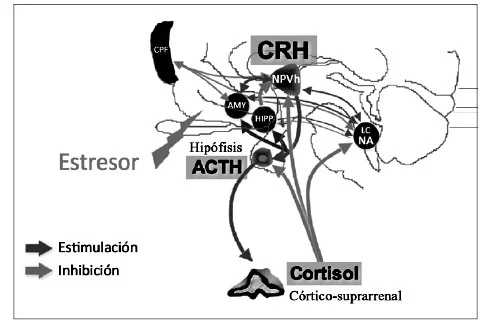 Vínculos entre el estrés postraumático y las hormonas
