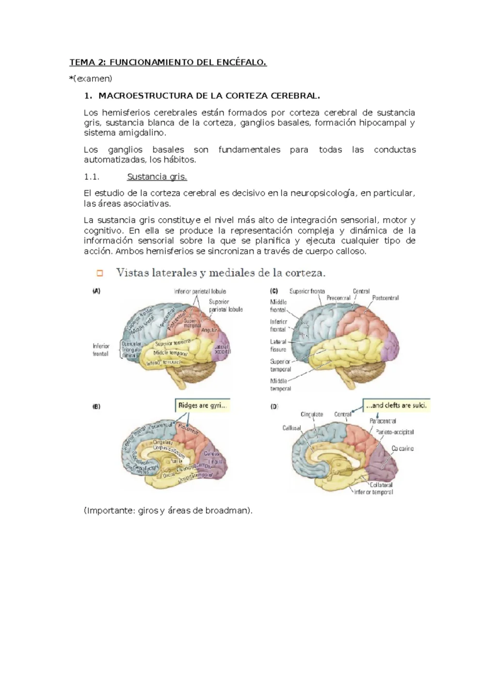 Misterios del Giro Frontal Inferior: Clave Cerebral Oculta