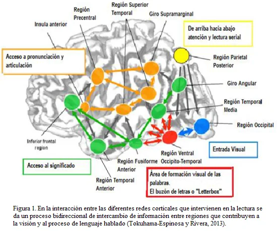 Misterios del giro supramarginal revelados