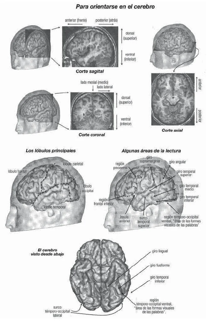 Misterios del Giro Temporal Inferior: Un Enigma Cerebral