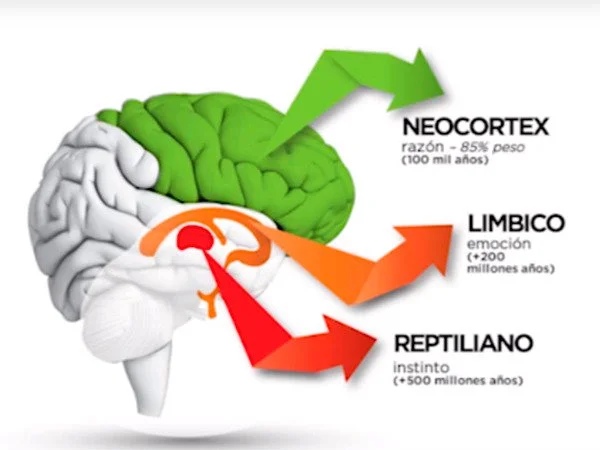 Misterios del Neocortex: El Futuro de la Inteligencia Humana