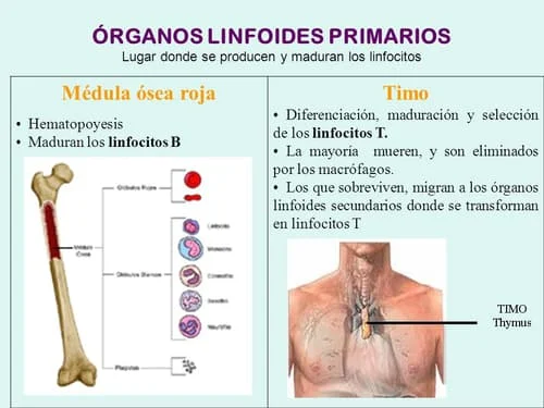Misterios y funciones de los linfocitos en el cuerpo humano