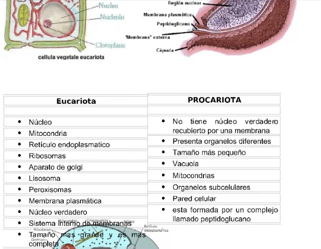 Misterios y funciones esenciales de los lisosomas
