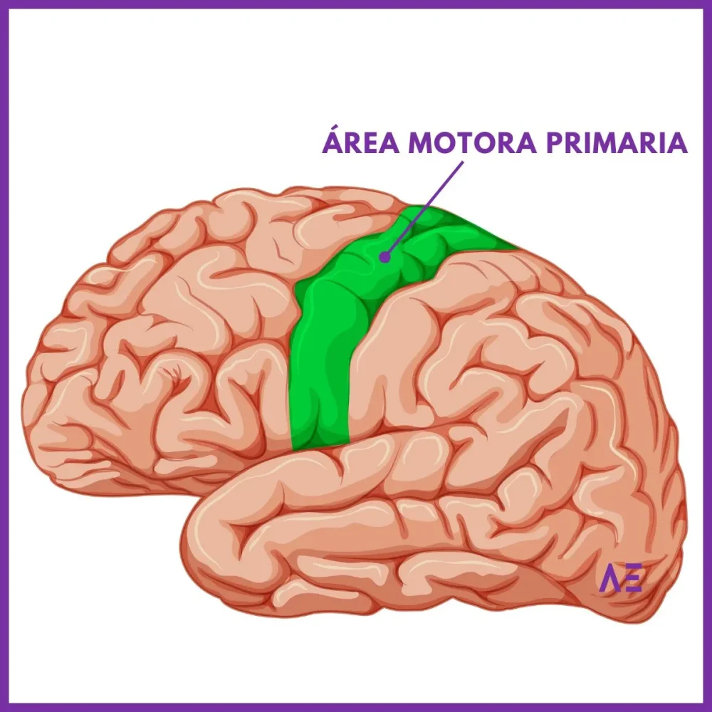 Profundizando en el giro precentral: clave en el movimiento