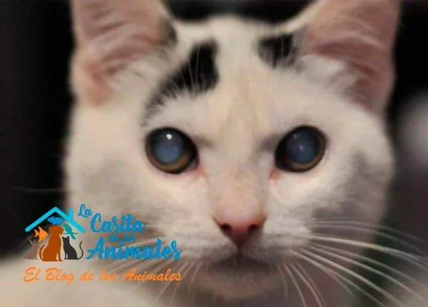 Razones del Brillo en los Ojos de los Gatos