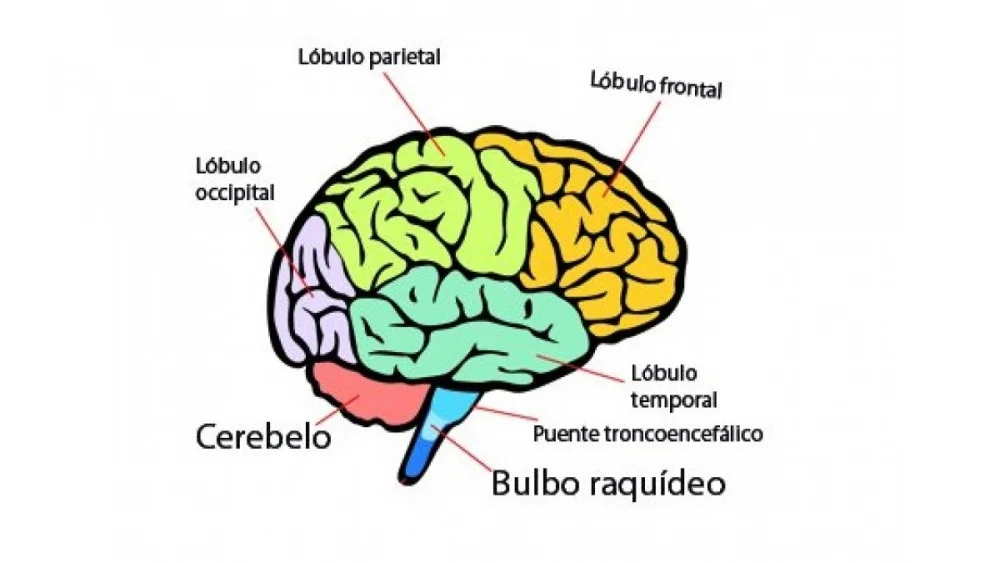 Razones del cerebro para buscar comprensión constante