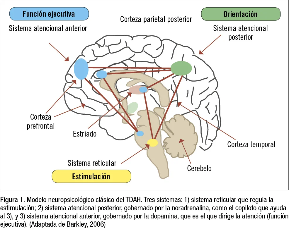 Secretos del giro cingulado: conoce su función cerebral oculta