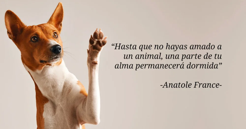 Amor animal: expresiones que reflejan pasión y cariño