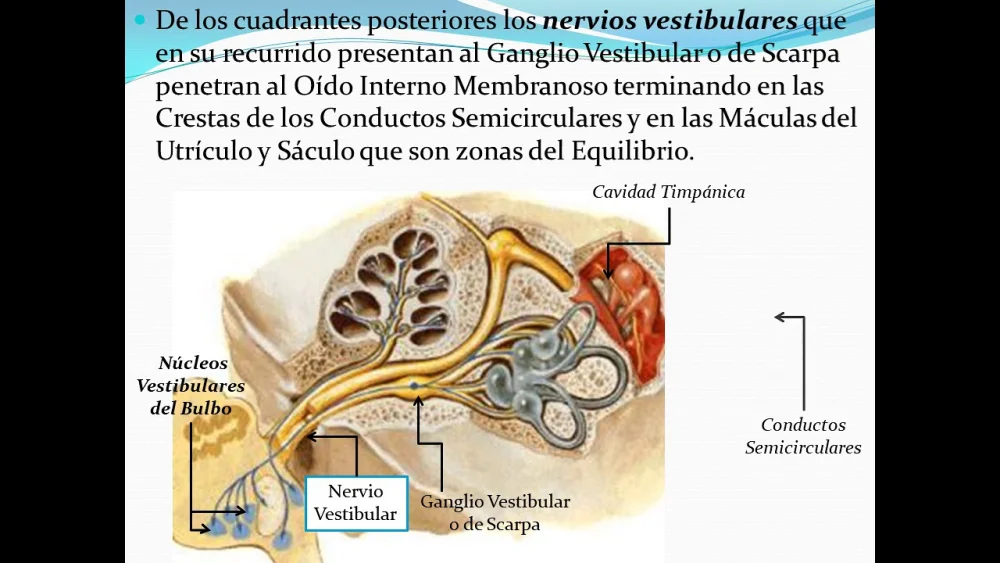 Conoce las funciones del nervio vestibulococlear