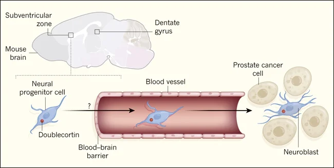 El mundo fascinante de los neuroblastos