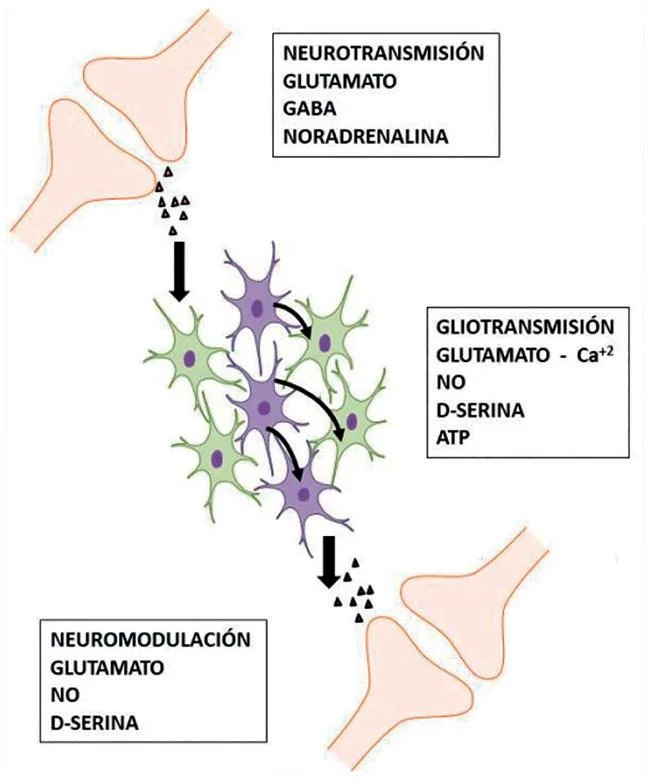 El papel crucial del glutamato como neurotransmisor esencial