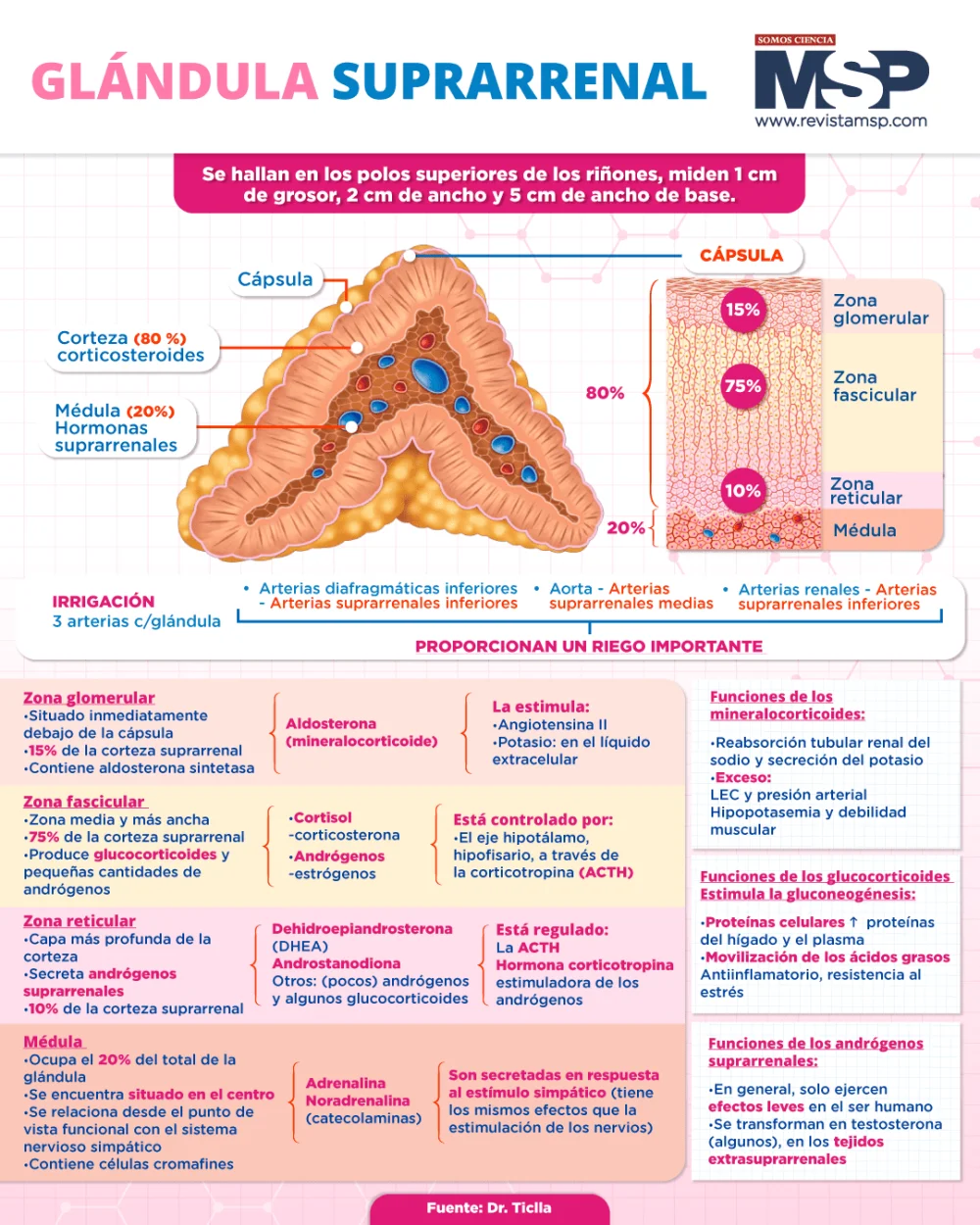 Función y salud de las glándulas suprarrenales