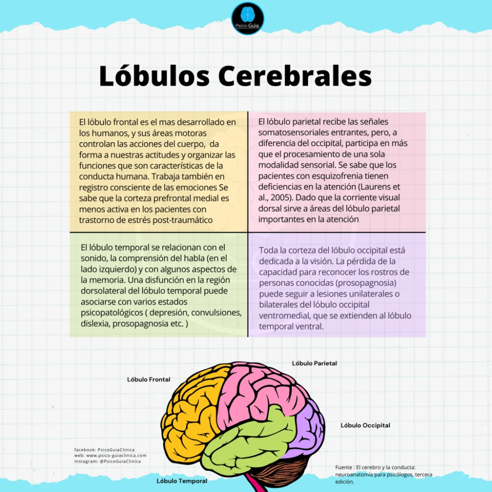 Funciones de los lóbulos cerebrales: guía completa