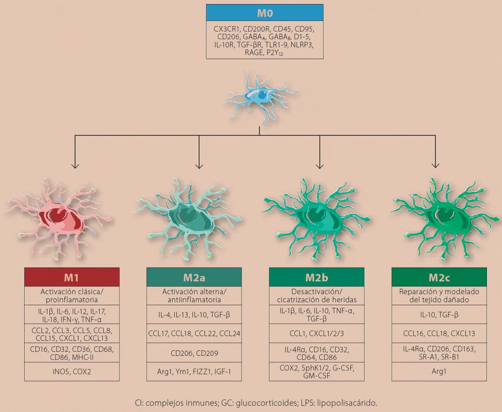Glia y su impacto en enfermedades neurológicas
