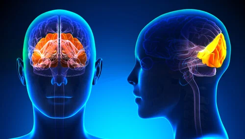 Misterios del Lóbulo Occipital: función y conexiones visuales