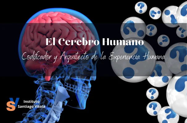 Misterios del Lóbulo Temporal: Funciones y Secretos Revelados