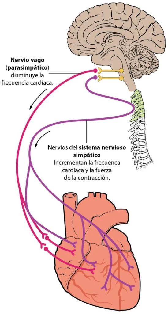 Nervio Vago: Clave del Sistema de Relajación