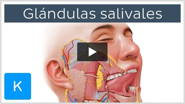 Secretos de las Glándulas Salivales: Función y Cuidado