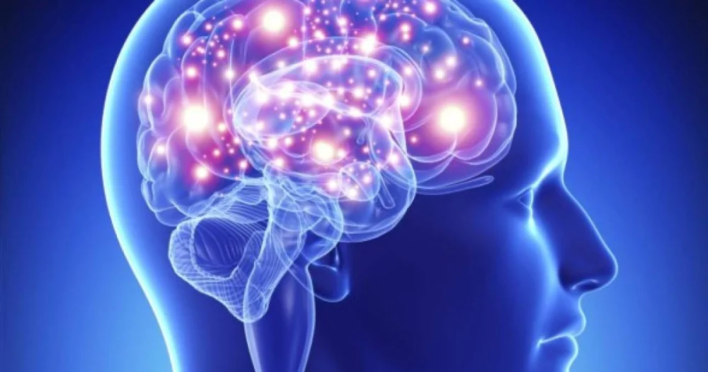 Secretos del lóbulo paracentral en el cerebro humano