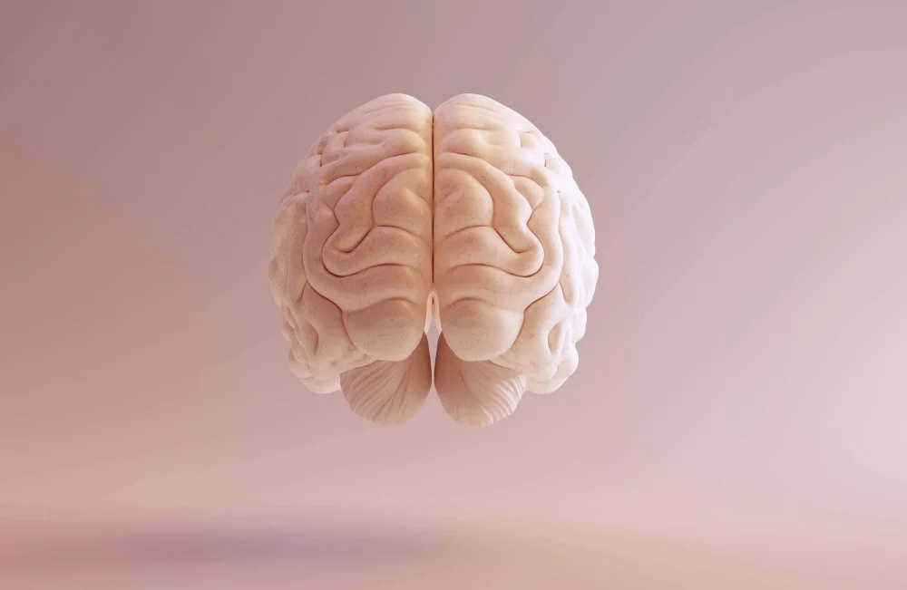 Secretos del Lóbulo Parietal: Funciones y Curiosidades Científicas