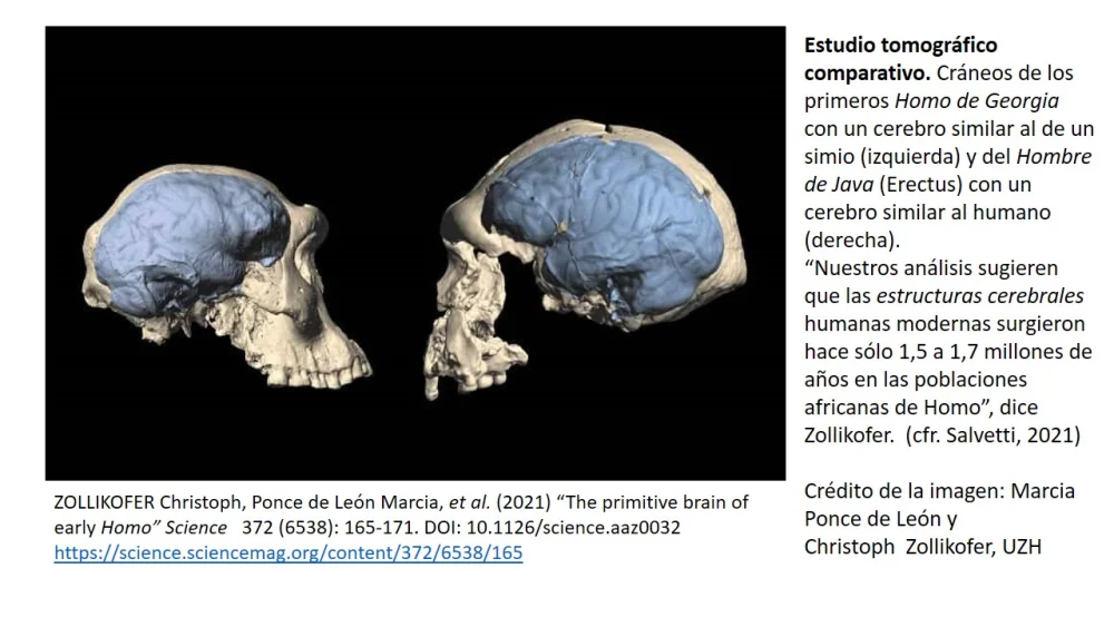Secretos fascinantes del locus coeruleus