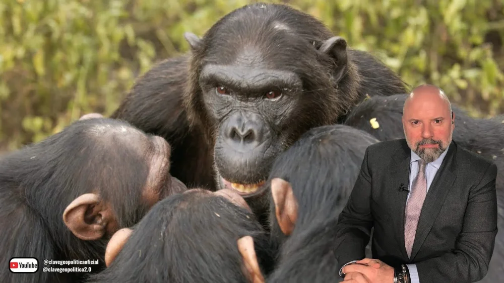 Conflicto entre chimpancés en Gombe: Un análisis detallado