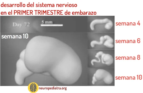 Evolución del sistema nervioso durante la gestación