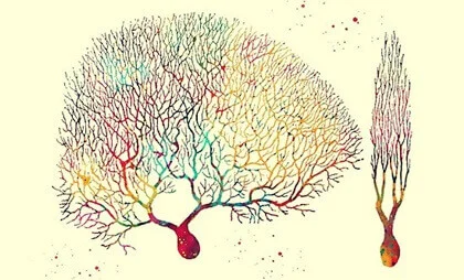 Las fascinantes funciones de las neuronas de Purkinje