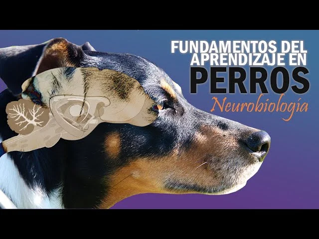 Secretos de la Conducta Animal y el Cerebro