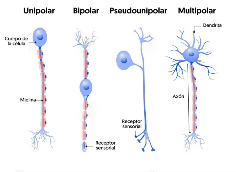 Complejidad y funciones de las neuronas multipolares