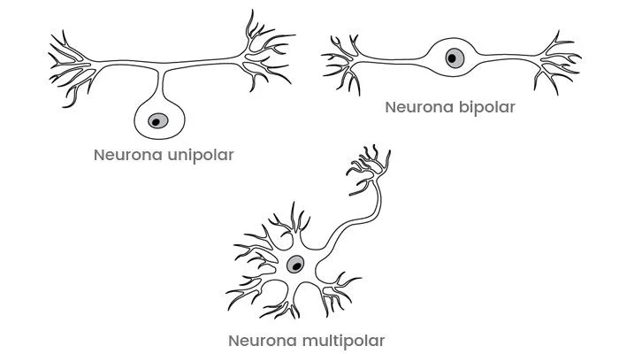 Funcionamiento y características de las neuronas unipolares