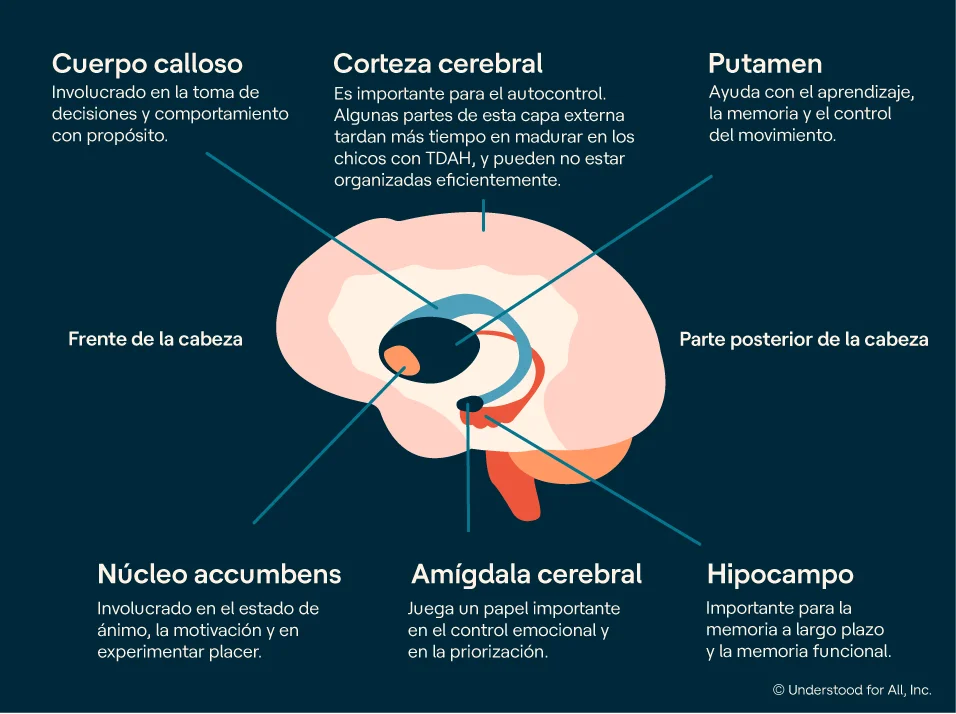 Identifican características cerebrales en personas con TDAH