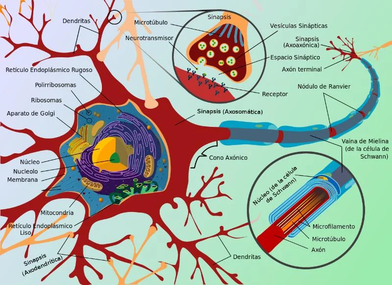 Neurona-Zombie y su Influencia en el Dolor Crónico