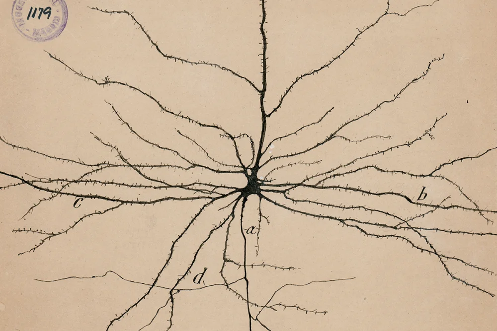 Regeneración de neuronas: un nuevo horizonte científico