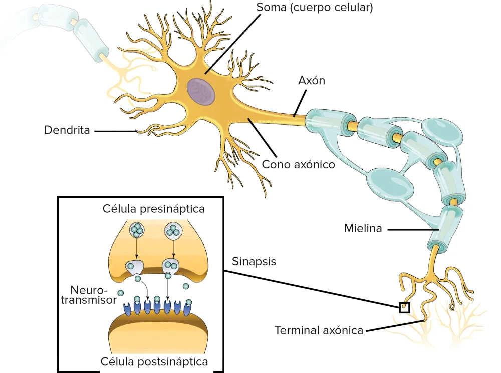 Secretos de las neuronas motoras: funciones y curiosidades